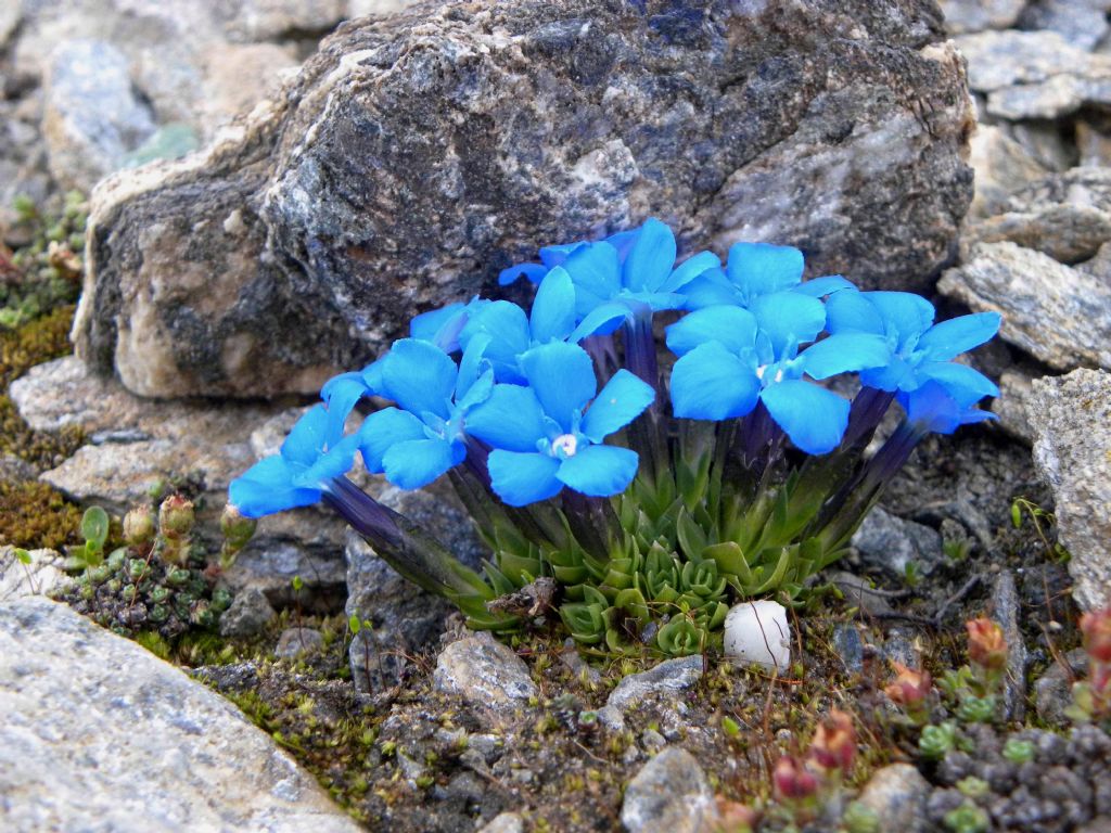 Gentiana schieicheri?